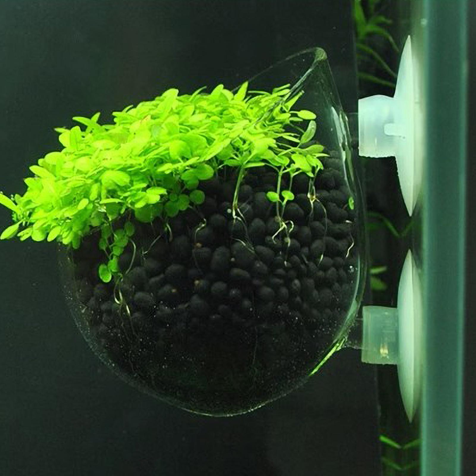 Aquarium Moss - Soporte para Plantas de Acuario, Maceta