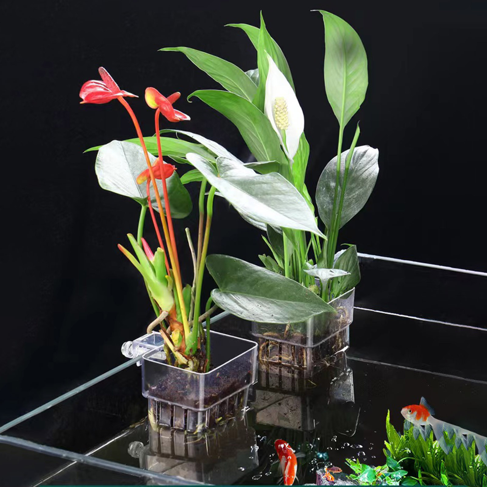 Aquarium Plant Holder - Soporte transparente de acrílico para plantas,