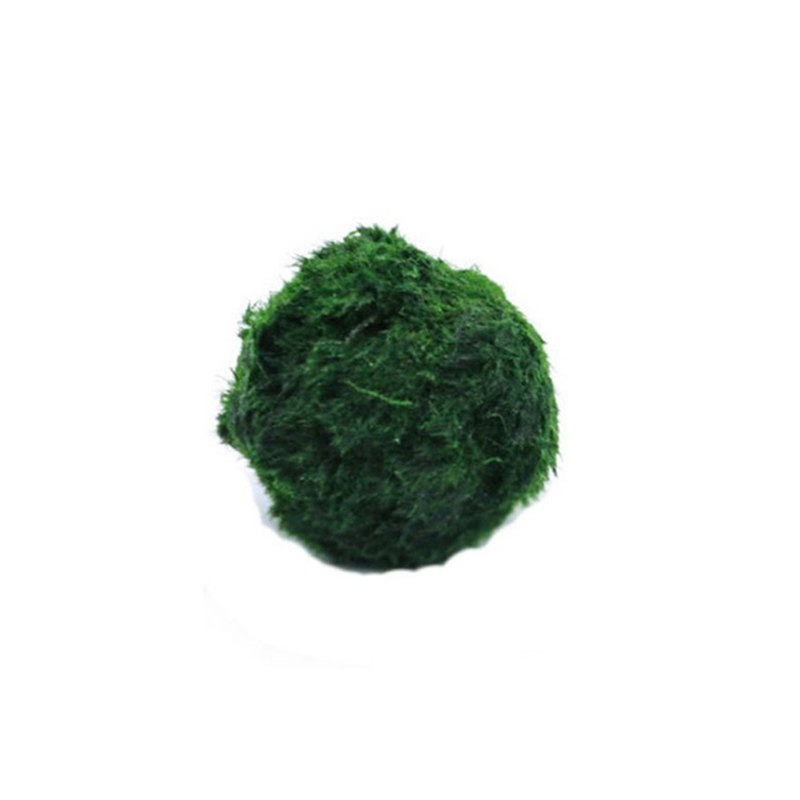 Live Plant Aquarium - Bolas de musgo Marimo, planta de