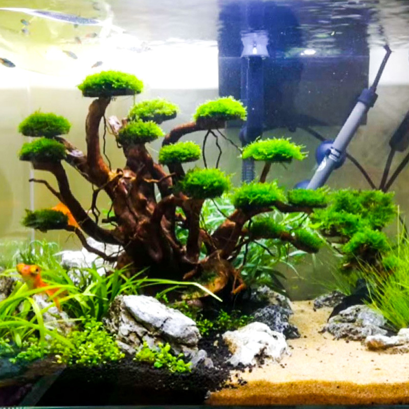 Aquarium Moss - Decoración para Acuarios: Esqueleto de Árbol