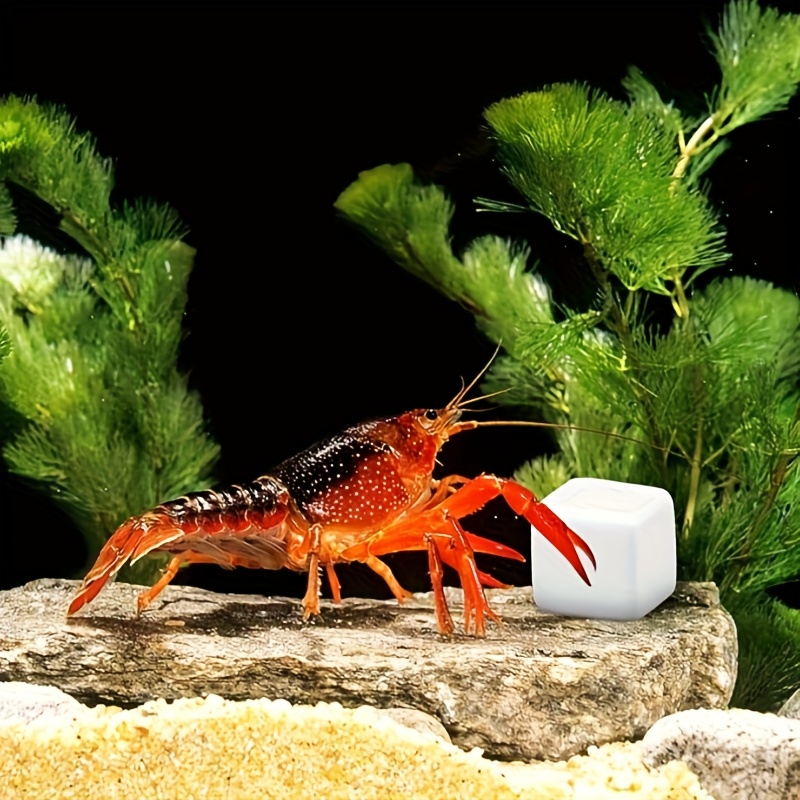Aquarium Plants Live - 6 unidades de bloques de calcio