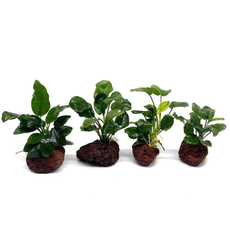 Decoración de acuario volcánic - Aquarium Plants Live reseña y precio