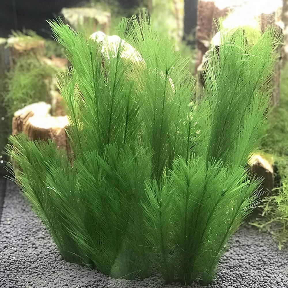 1/3 Uds 28/40cm acuario pecera - Aquarium Plants Live reseña y precio