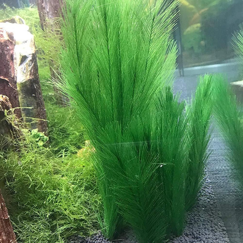 1/3 Uds 28/40cm acuario pecera - Aquarium Plants Live reseña y precio