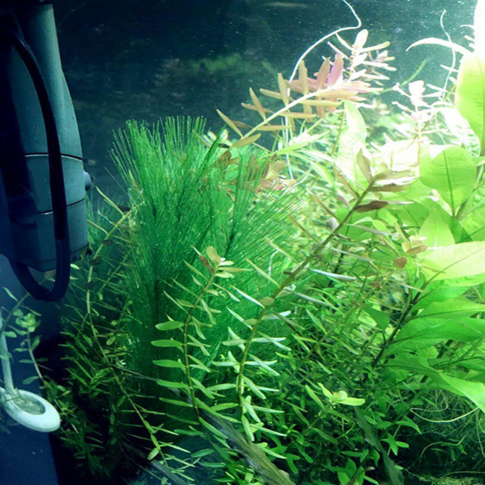 1/3 Uds 28/40cm acuario pecera - Aquarium Plants Live reseña y precio