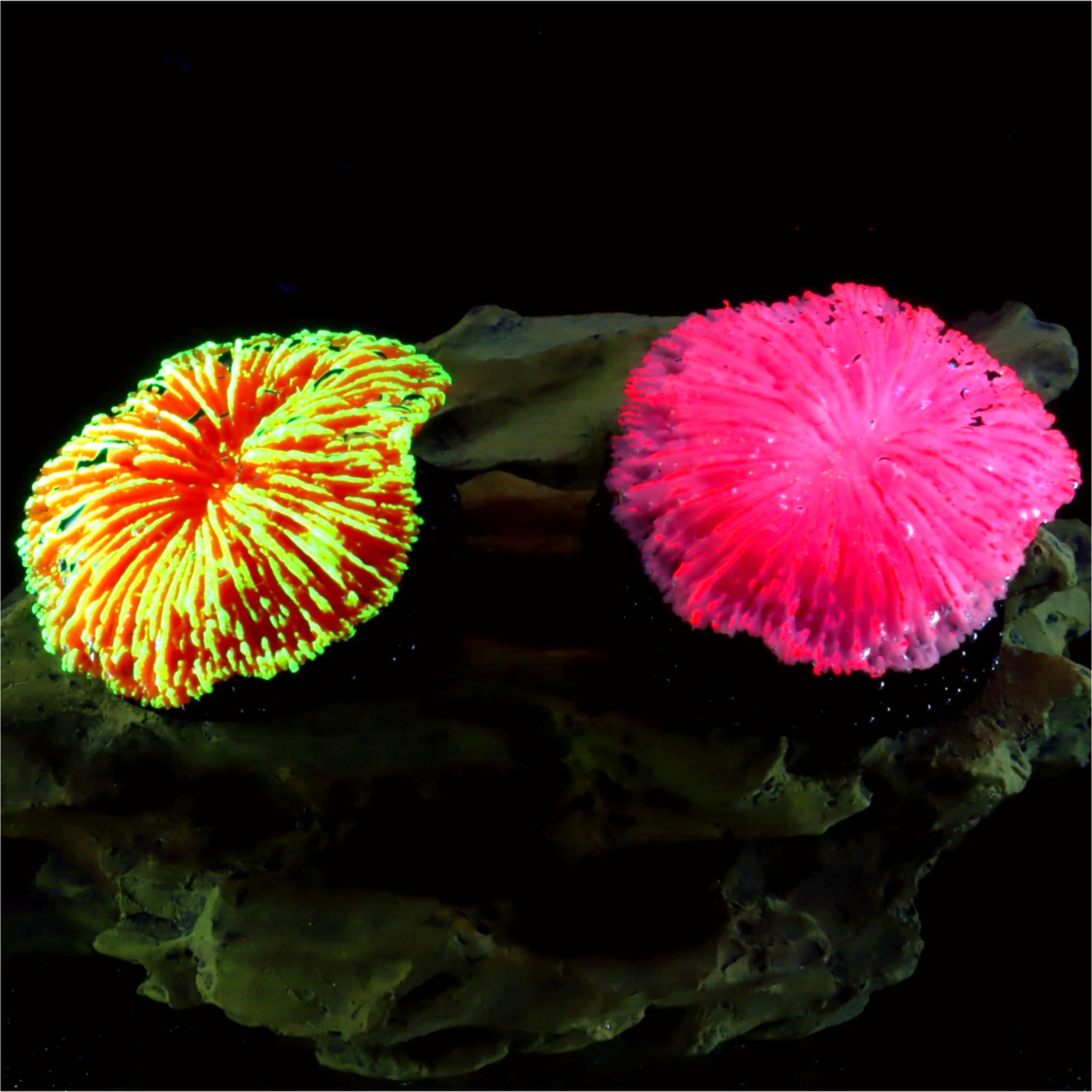 1 pieza de decoración para acu - Aquarium Plants Live reseña y precio