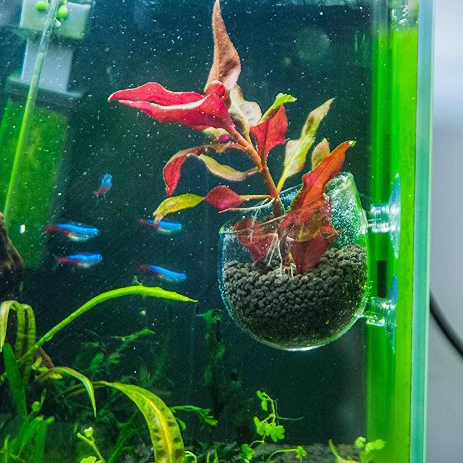 Soporte para Plantas de Acuari - Aquarium Moss reseña y precio