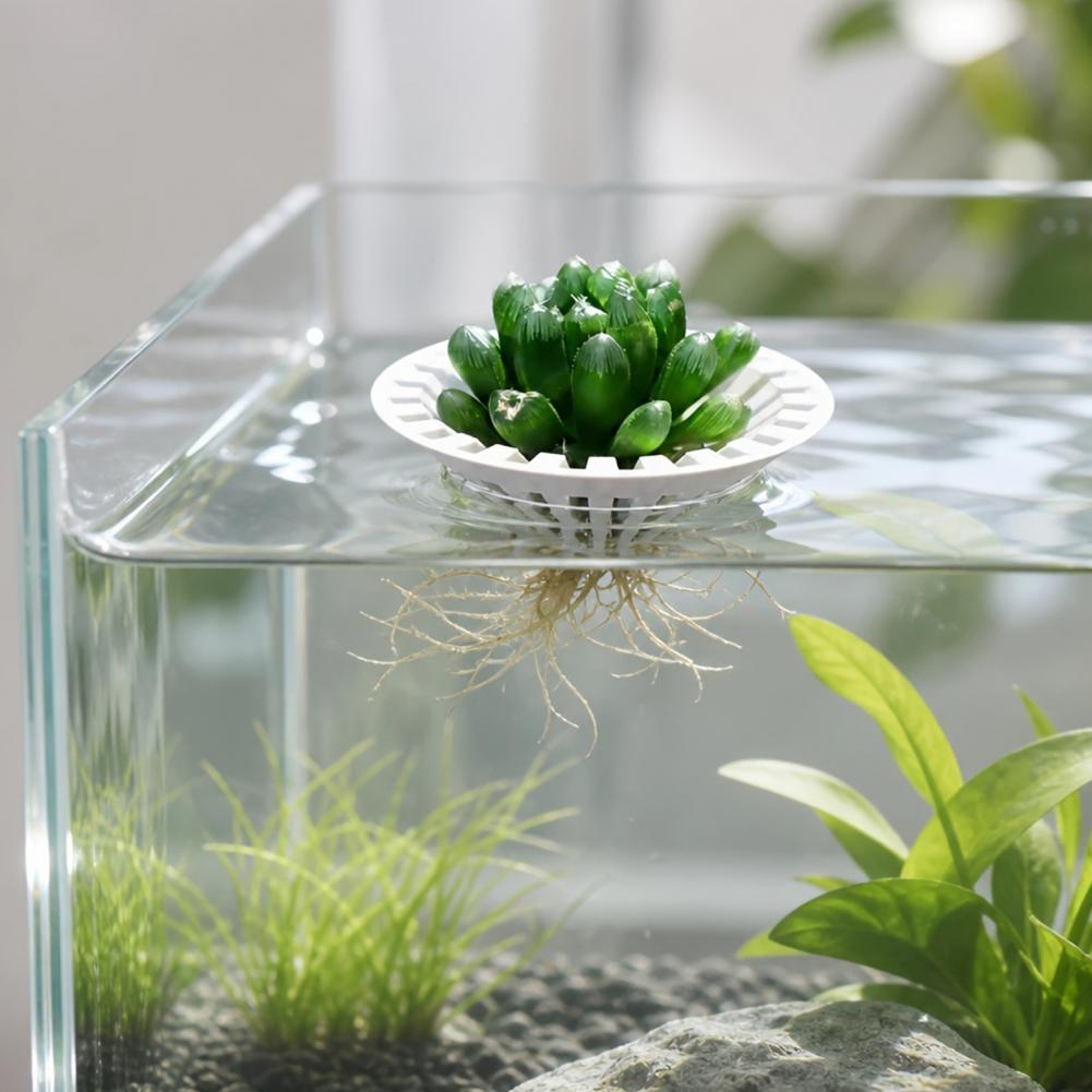 Maceta hidropónica para acuari - Aquarium Plant Holder reseña y precio