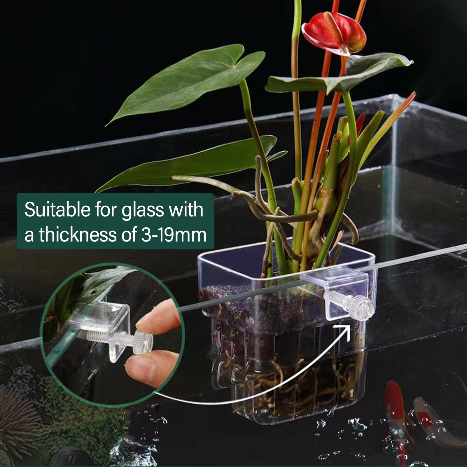 Soporte transparente de acríli - Aquarium Plant Holder reseña y precio