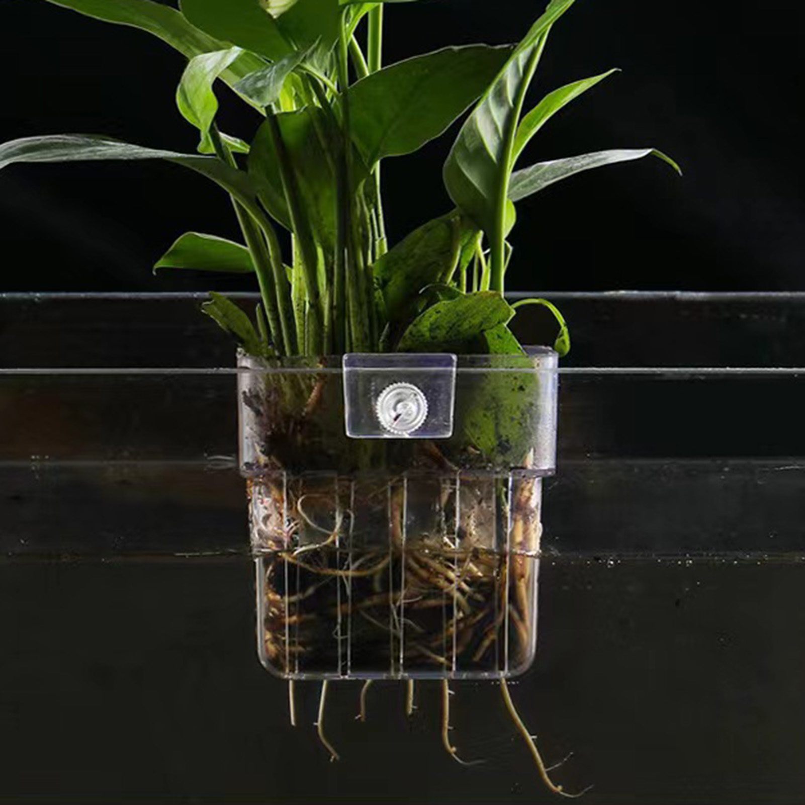Soporte transparente de acríli - Aquarium Plant Holder reseña y precio