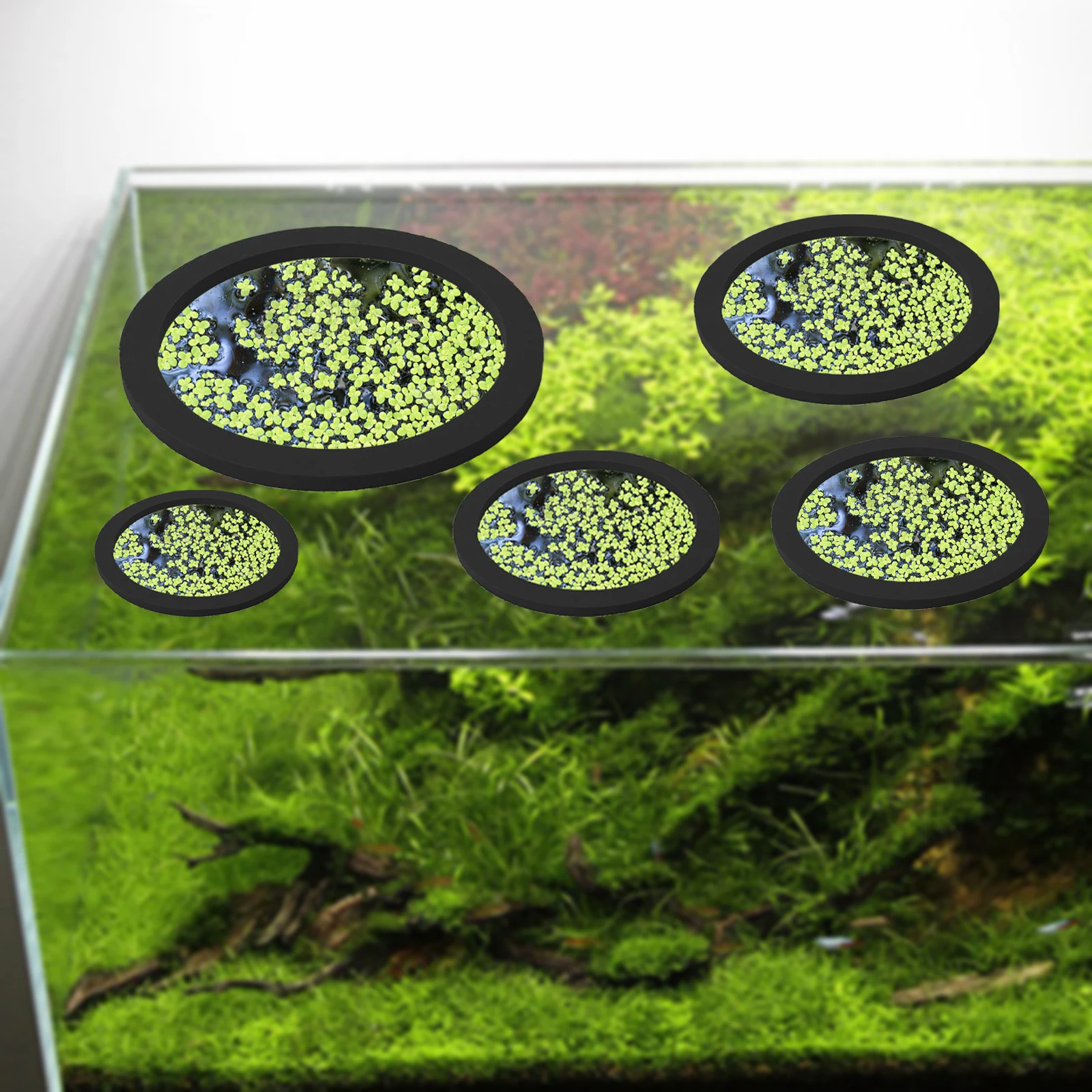 5 uds EVA anillo de alimentaci - Planted Tank reseña y precio