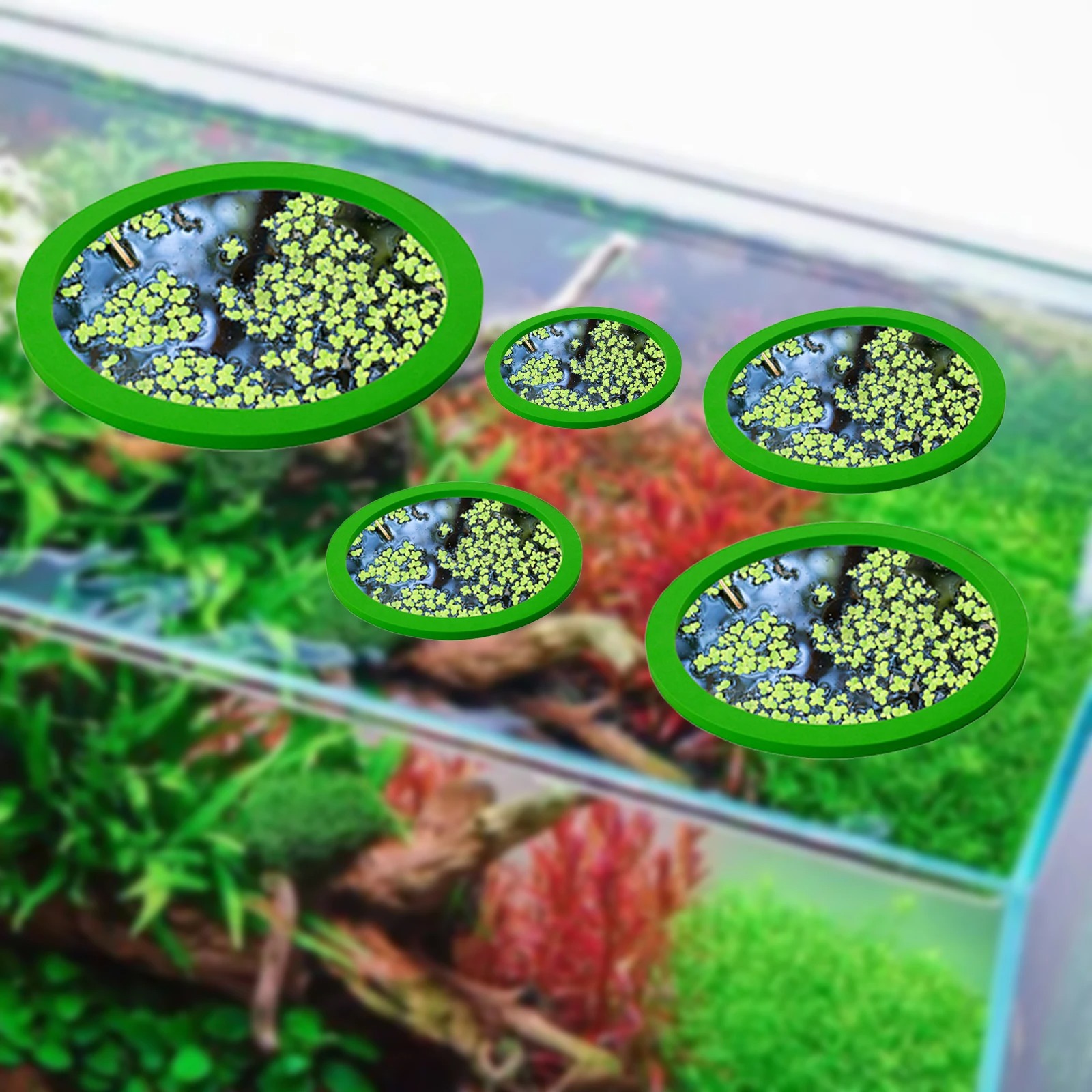 5 uds EVA anillo de alimentaci - Planted Tank reseña y precio