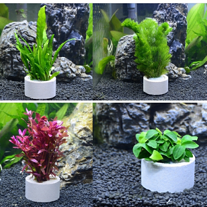 Anillo de cerámica para decora - Plant Aquarium Pot reseña y precio