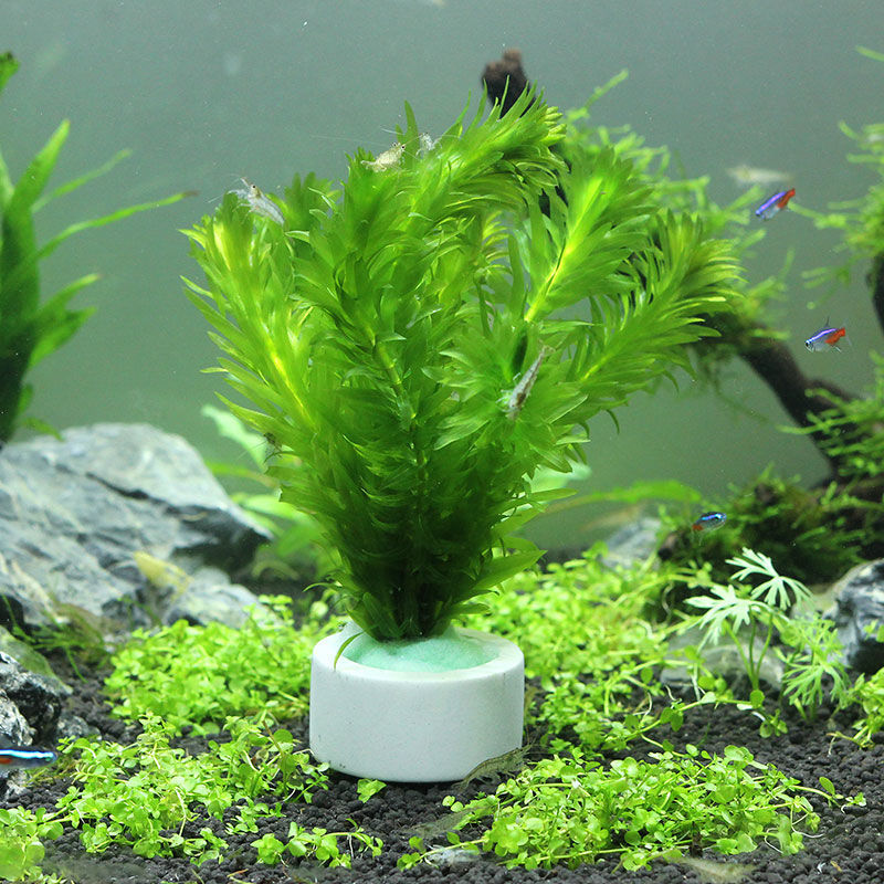 Anillo de cerámica para decora - Plant Aquarium Pot reseña y precio