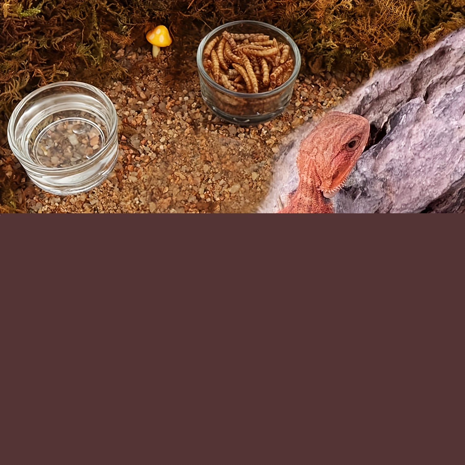 Tazón de Alimentación para Cam - Aquarium Fertilizer reseña y precio