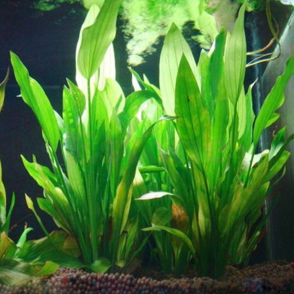 Plantas artificiales de decora - Aquarium Plants Live reseña y precio