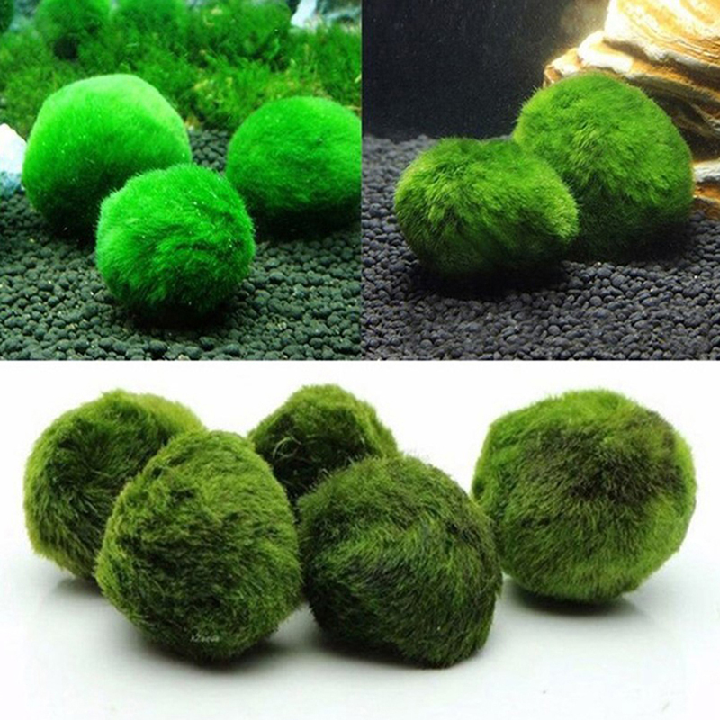 Bolas de musgo Marimo, planta  - Live Plant Aquarium reseña y precio
