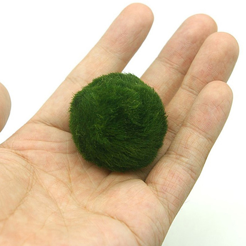 Bolas de musgo Marimo, planta  - Live Plant Aquarium reseña y precio