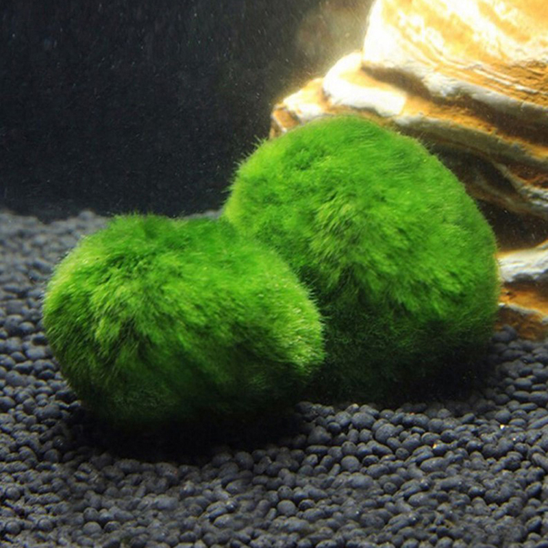 Bolas de musgo Marimo, planta  - Live Plant Aquarium reseña y precio