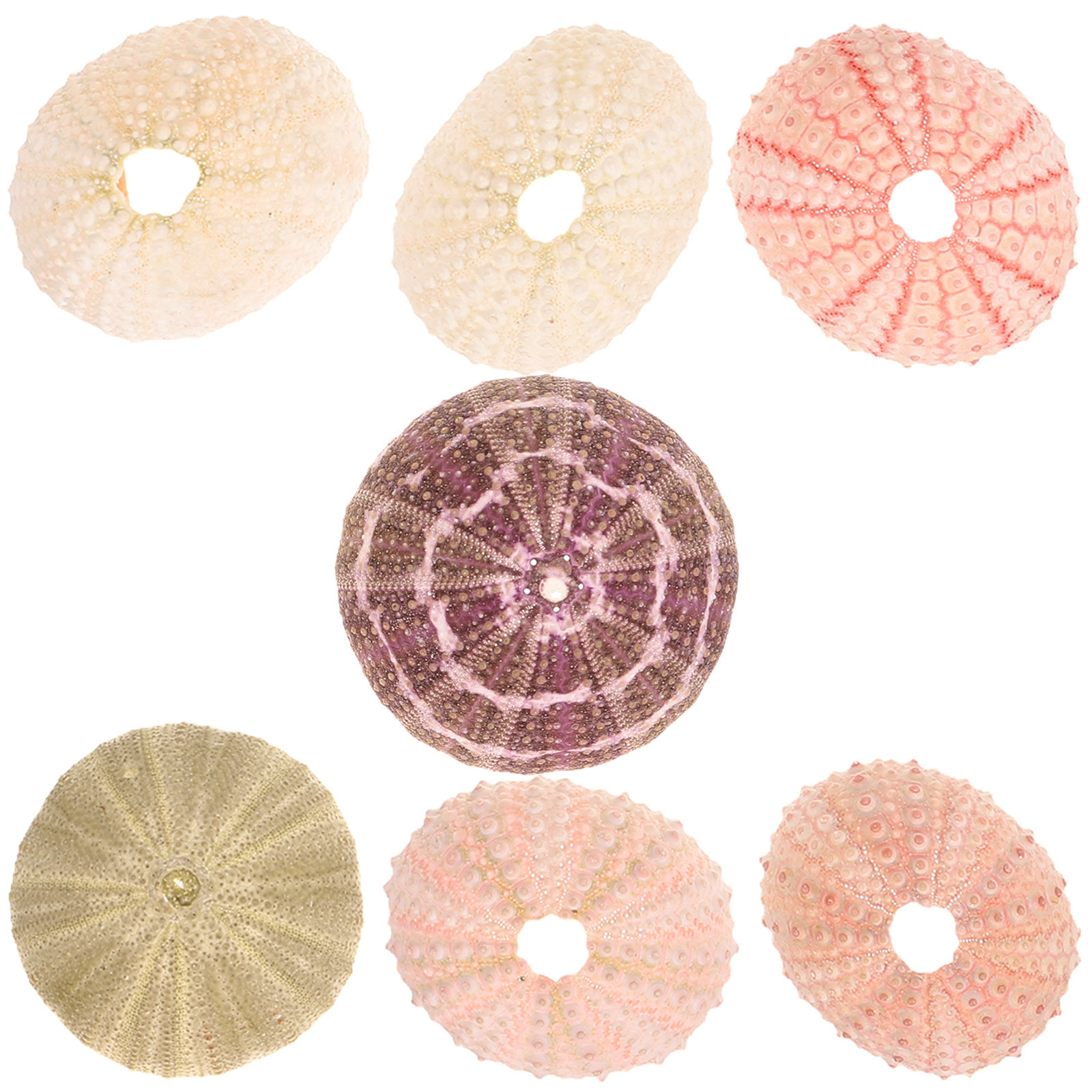 7 piezas de conchas de erizo d - Aquarium Plant Holder reseña y precio