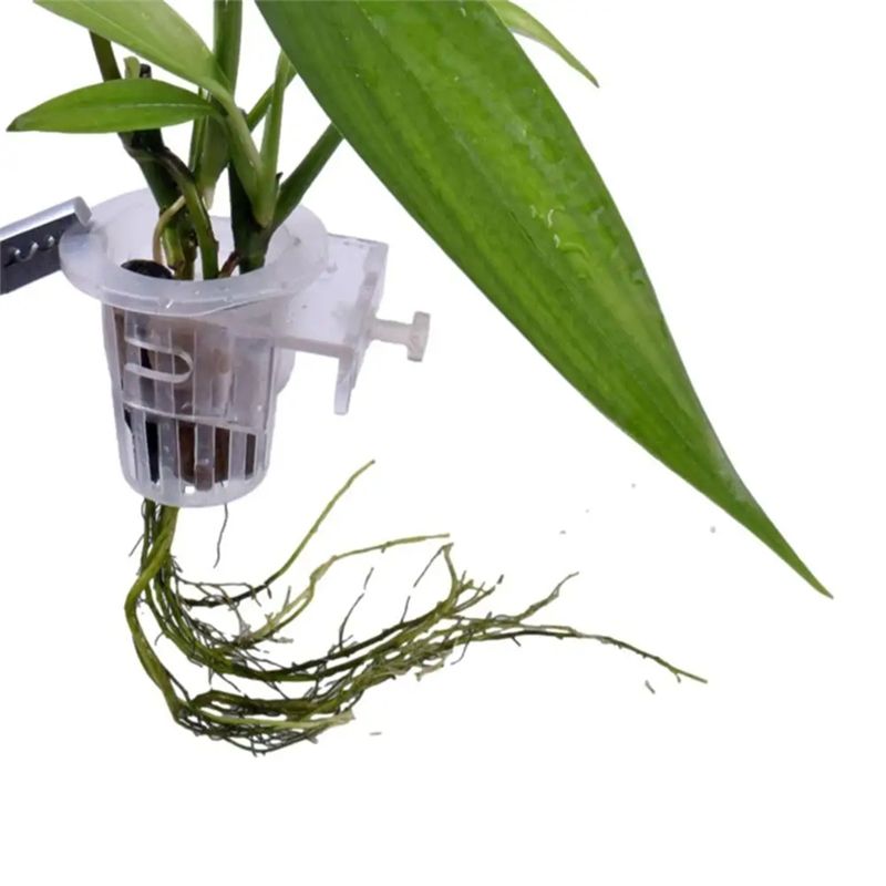 A7THK-2 piezas, soporte transp - Aquarium Plant Holder reseña y precio