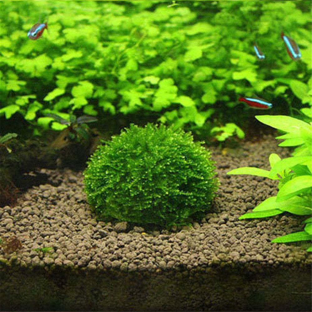 Nueva suspensión de plástico,  - Aquarium Plants Live reseña y precio