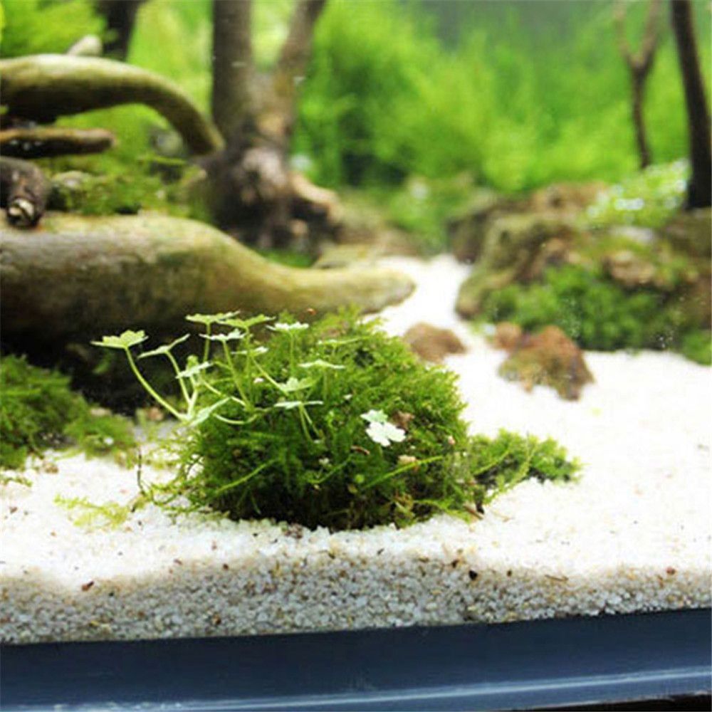 Nueva suspensión de plástico,  - Aquarium Plants Live reseña y precio
