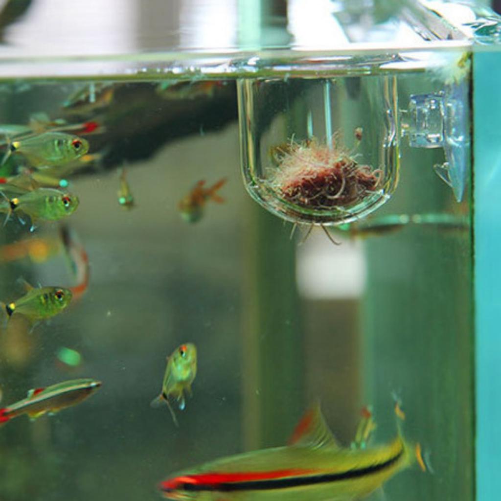 Cesta para alimentar peces, ma - Live Plant Aquarium reseña y precio